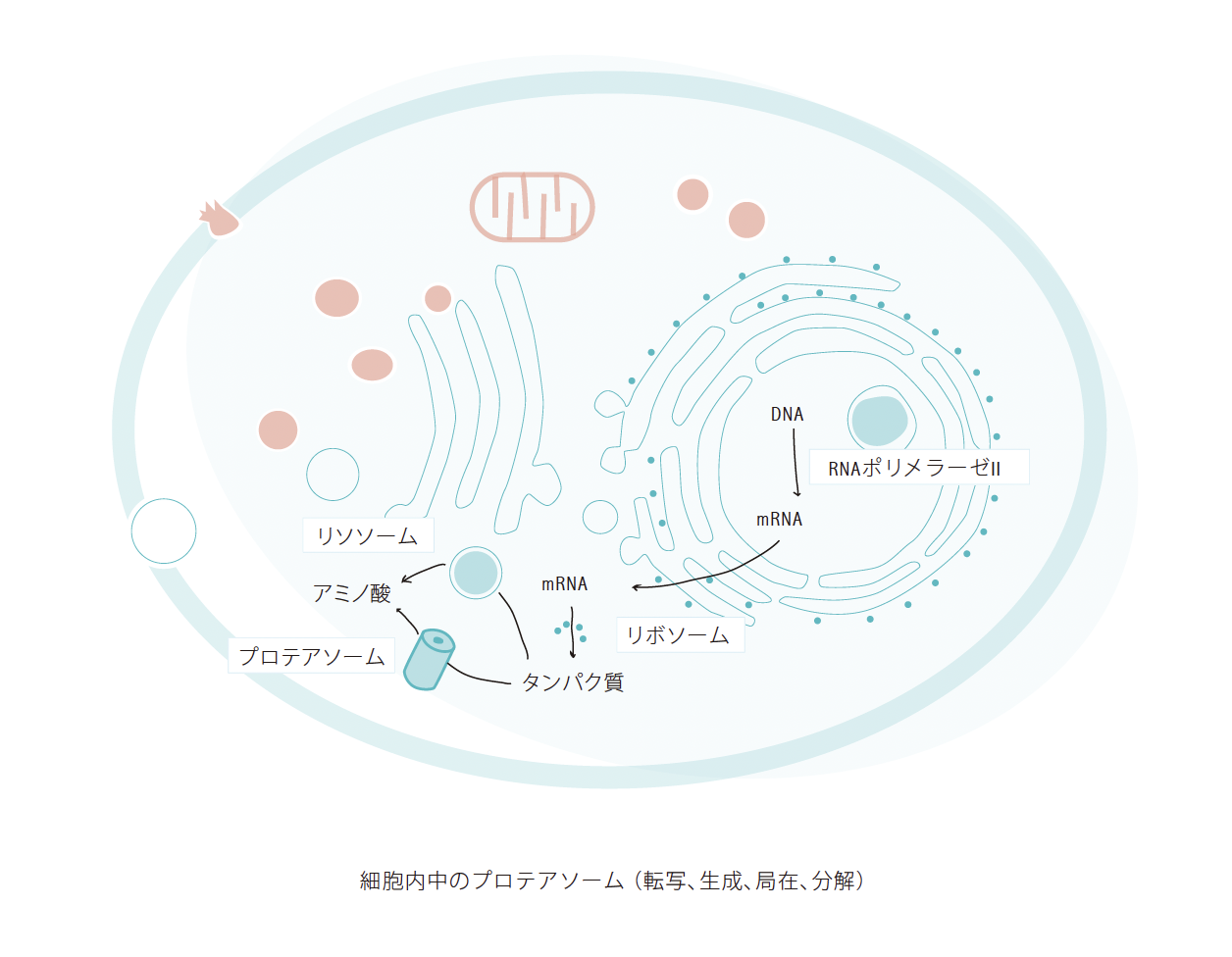 抗酸化成分と植物細胞のコンプレックス原料 Power Extension HSB+R | コスメオーブン