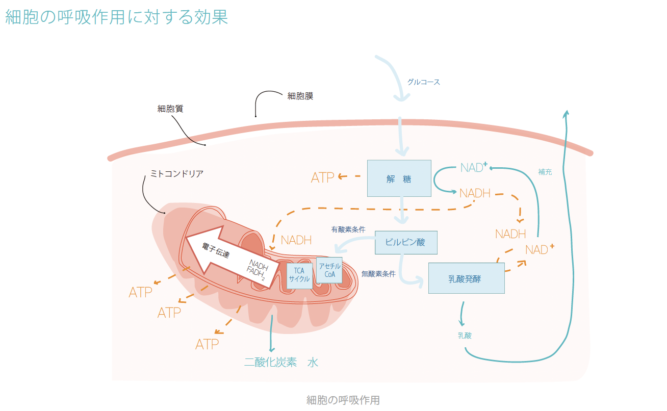 抗酸化成分と植物細胞のコンプレックス原料 Power Extension HSB+R | コスメオーブン